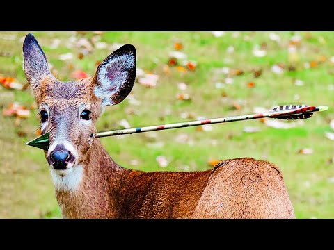 Did These Animals Ask People for Help in Vain or Not?