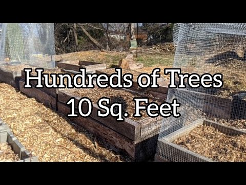 Air Prune Beds and Nursery Plantings 2025