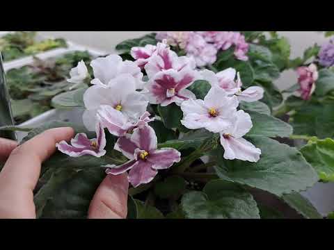 Продажа сортовых фиалок из Новокузнецка, обзор фиалок за 16.04.24.