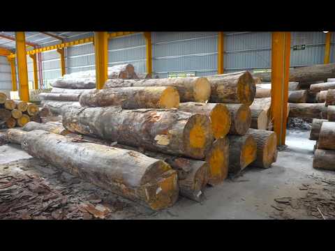 GIANT WOOD LOGS to WOODEN PALLETS The Amazing Process in VIETNAM.