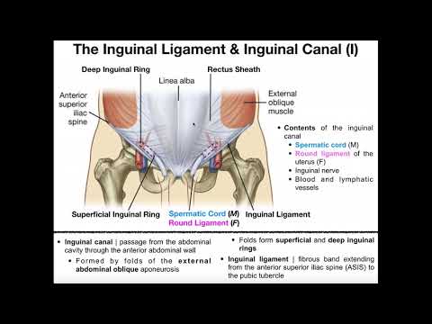 Anatomy | The Inguinal Ligament & Inguinal Canal