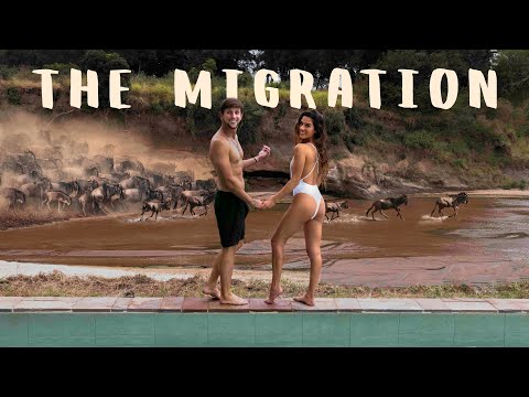 ABSOLUTE CHAOS | The Great Migration Masai Mara Kenya