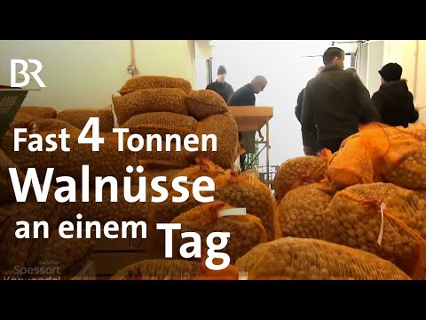 Sammenheim: Das Walnuss-Dorf in Mittelfranken | Zwischen Spessart und Karwendel | Doku | BR
