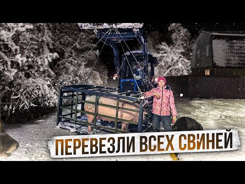 Забрали последних поросят. Трудимся всей семьей на ферме | Молодая Ферма