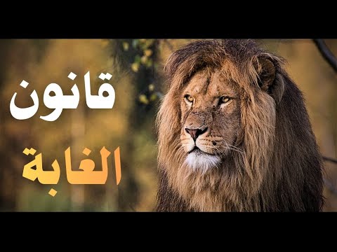 قانون الغابة | صراع الأسود في أرض بلا رحمة – وثائقي الحياة البرية