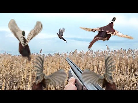 ОХОТА НА ФАЗАНА  СОБАКАМИ ПЕРВЫЙ ВЫЕЗД 🏹2025🏹