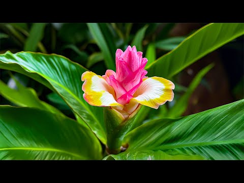 Unleash Your Inner Peace 🌿 Music That Washes Away Anxiety, Sadness & Heavy Thoughts