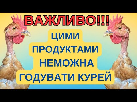 ЧИМ НЕ МОЖНА ГОДУВАТИ КУРЕЙ @kyruvgaragi