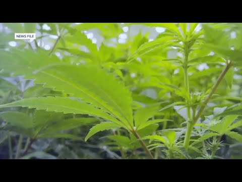 President Trump reclassifies cannabis from Schedule 1 to Schedule 3 drug