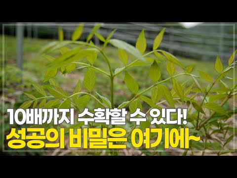 두릅 묘목이냐 VS 종근이냐, 진짜 전문가는 어떤 것을 추천할까? 두릅 재배 성공 노하우!