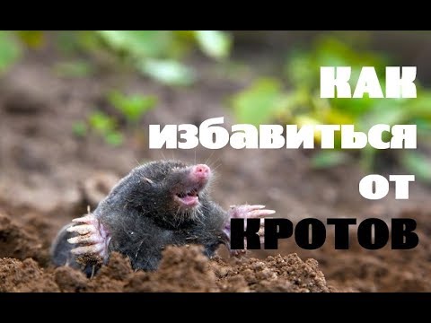 Как избавиться от кротов на участке?