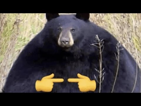 Funniest Animal Videos Ever (Part 4)