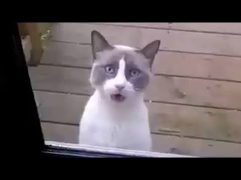 When your cats speak English better than you think 😸