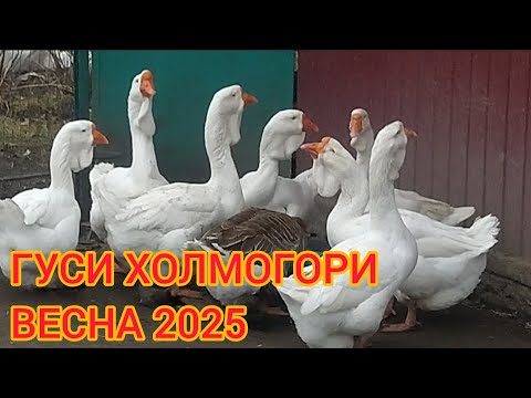 ПРОГУЛЯНКА ГУСЕЙ ХОЛМОГОРІВ
