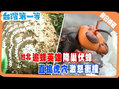 台灣第一等《追蜂英雄 尋找全世界最大的虎頭蜂／天燈大的蜂窩蜜蜂數量驚人！！！ 》假日精選