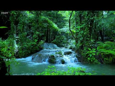 Beautiful birdsong that pleases the soul, peaceful forest stream, ASMR