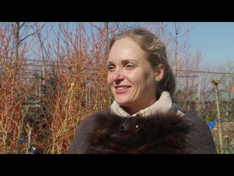 Пихта. Для какого климата и сада подходит?