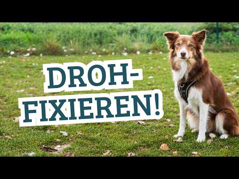 Why your herding dog stares intently during encounters with other dogs (and what's really behind it)