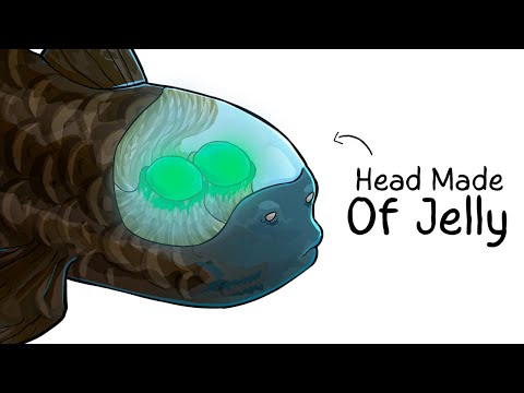 Why it Sucks To Be Born As a Barreleye Fish
