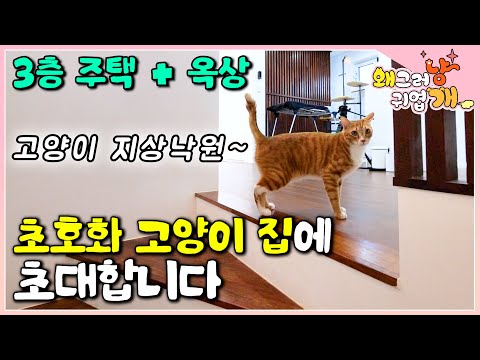 A three-story house entirely dedicated to cats! A giant cattoon on the rooftop?! A newcomer, a st...