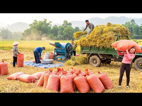 Rice Harvest Season In Farm Life, Use Trucks To Transport Many Rice For Farmers