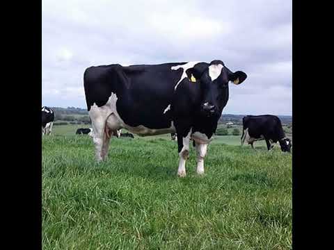 Bluetongue Risk: Protecting Dairy Stock This Winter