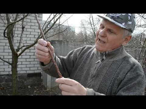 Как привить Абрикос