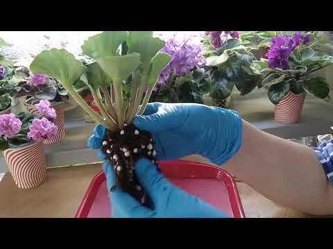 ФИАЛКИ./ Срочно пересаживать!!! Показываю как не должно быть.