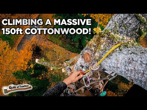 Removing a HUGE 150 ft Cottonwood!