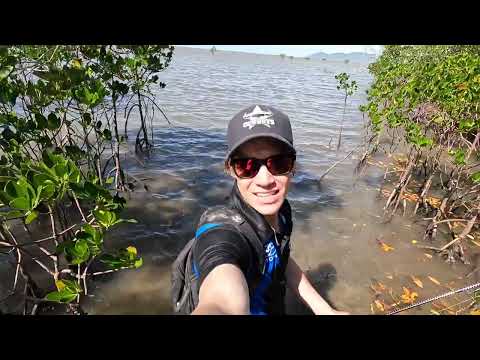 Hunting mud crabs in the mangroves