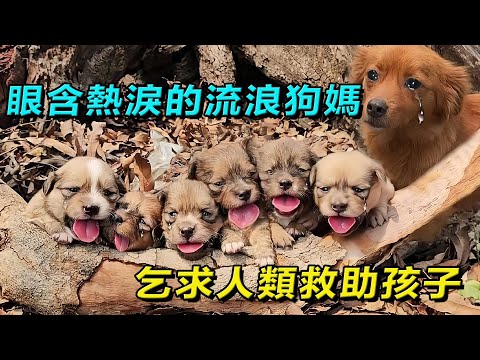 眼含熱淚的流浪狗媽，為救助困在乾枯樹墩下的小奶狗，主動尋求人類幫助，母愛真的太偉大！