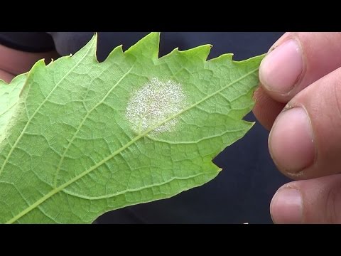 БОЛЕЗНИ Винограда / МИЛДЬЮ, ОДИУМ / Обработка ВО ВРЕМЯ ЦВЕТЕНИЯ