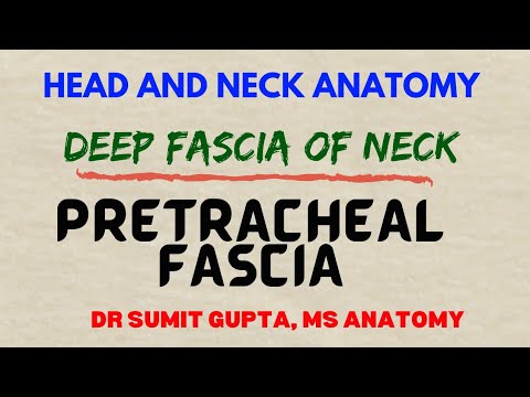 DEEP CERVICAL FASCIA : PRETRACHEAL FASCIA