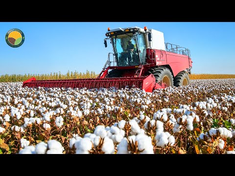 How Farmers Harvest 3.6 Million Tons Of Cotton by Machine To Produce Fabric | Farming Documentary