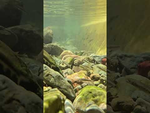 What a beautiful view underwater! feel THIS music, old memory time is Gold . This is true