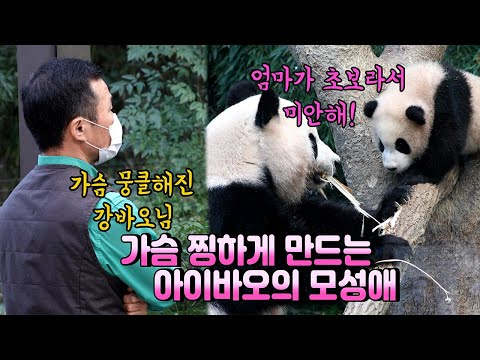 [4K에버랜드 푸바오]초보 엄마 아이바오의 가슴 찡하게 만드는 모성애, 안절부절 못하는 엄마 아이바오와 지켜보고 계시는 강바오님