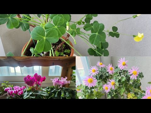 #당근마켓 에서 구매한 #신닌기아 #카노사#제라늄#레위시아#시클라멘#베란다정원#plants #gardening 