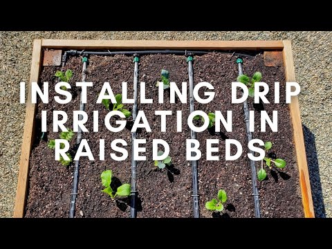 How to Install Drip Irrigation in Raised Garden Beds (Using Drip Tape)