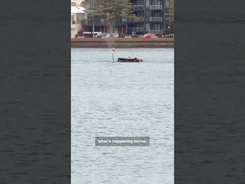 CAUGHT ON CAMERA: Swimmer has close encounter with orca in New Zealand