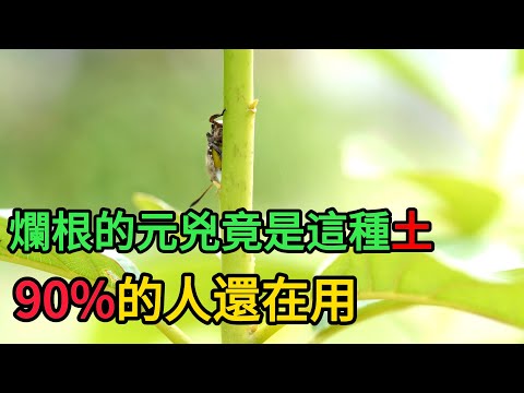 【養花】“爛根”的元兇竟是“這種土”？90%的人還在用，難怪“養啥死啥”！ #養花 #園藝 #新手養花
