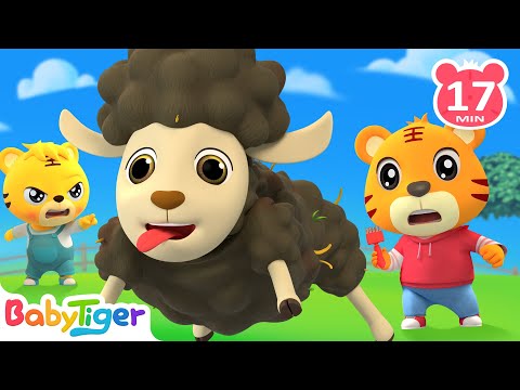 小羊咩咩叫🐏 + 更多兒歌🎵 | 兒童歌曲合集 | 經典兒歌 | 幼兒音樂 | 童謠串燒 | 貝樂虎BabyTiger
