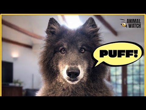 WHY WOLVES DON'T BARK - THEY 'PUFF'!