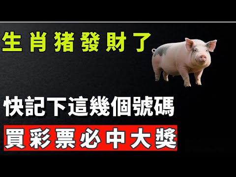 生肖豬發財了,快記下這幾個號碼,買彩票必中大獎。【肖天師道玄】#生肖 #命理 #運勢 #屬相 #風水