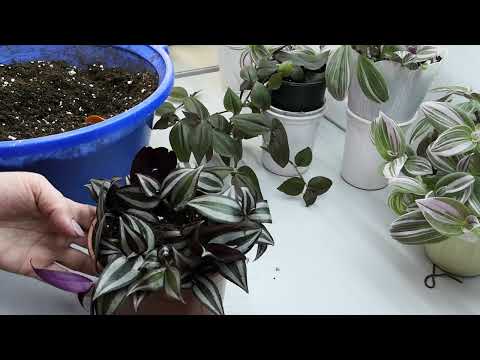 Обновляю традесканцию. Как и где выращиваю. #комнатныерастения #традесканция #комнатныецветы