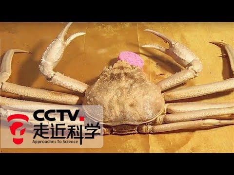 《走近科学》螃蟹壳纺纱：新突破！坚硬的虾蟹壳也能纺纱制衣 20180905 | CCTV走近科学官方频道