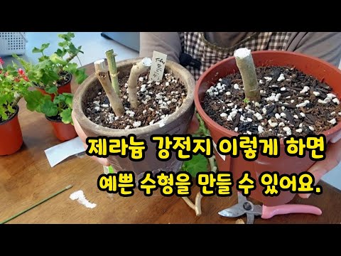 #pelargonium  여름동안 목질화된 #제라늄강전지 잘하는 방법 알려드릴께요.