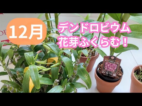 咲きそうで嬉しいデンドロビウム
