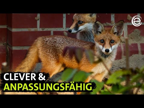 City, Country, Fox – Animal Survival Artists | Earth Experience