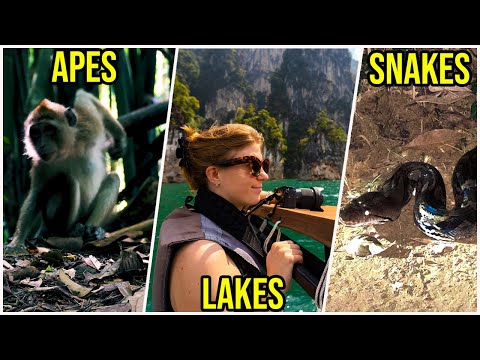 How to REALLY travel Khao Sok National Park (Thailand's most beautiful nature spot)