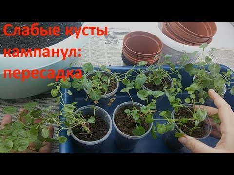 Слабые и маленькие кампанулы: пересадка и формировка